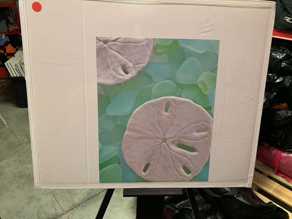 Alan Blaustein Sea Glass and Sand Dollar Photographic Print